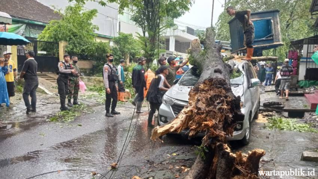 Malang Diterjang Angin Kencang: Pohon Tumbang Timpa Rumah dan Mobil